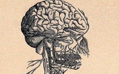 Bloudivý nerv pravděpodobně přenáší serotonin po ose střevo-mozek