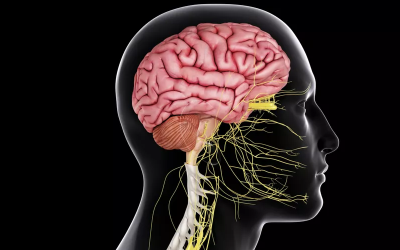 Jak funguje centrální nervový systém?
