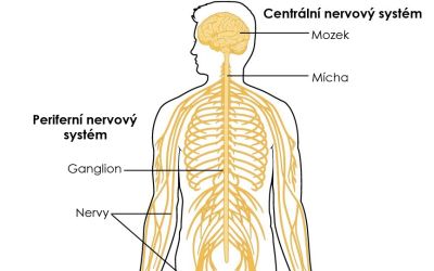 Periferní nervový systém