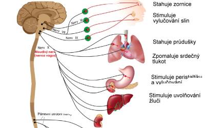 Co je vagový tonus a jak ho zlepšit