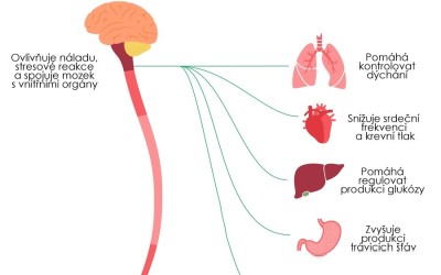 Proč je důležité stimulovat bloudivý nerv při rakovině