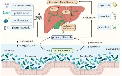 Klíčová role žluči ve zdraví střev a celkové detoxikaci
